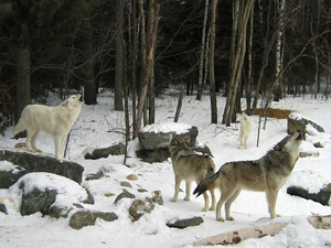 great lakes wolves ordered returned to endangered list-web.jpg